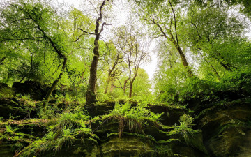 Картинка природа лес скалы деревья