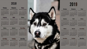 обоя календари, животные, морда, взгляд, собака