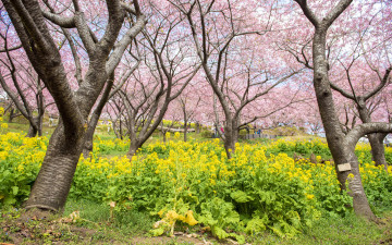 Картинка цветы сакура +вишня деревья парк весна цветение pink blossom park tree sakura cherry spring