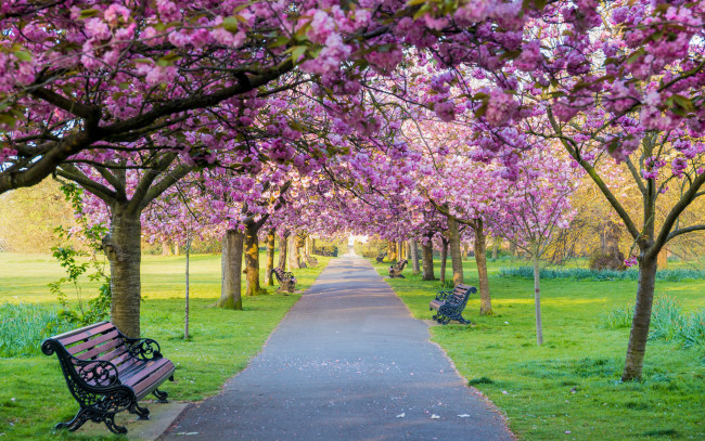 Обои картинки фото цветы, сакура,  вишня, деревья, скамейка, парк, весна, цветение, pink, blossom, park, tree, sakura, cherry, spring, bench
