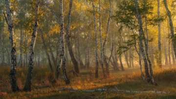 Картинка природа лес берёзовая роща