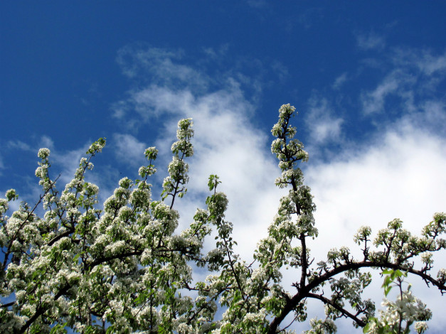 Обои картинки фото цветы, цветущие деревья ,  кустарники, весна, цветущее, дерево