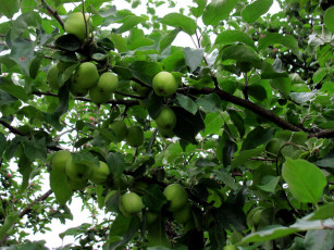обоя природа, плоды, яблоня, ветки, яблоки, зеленые
