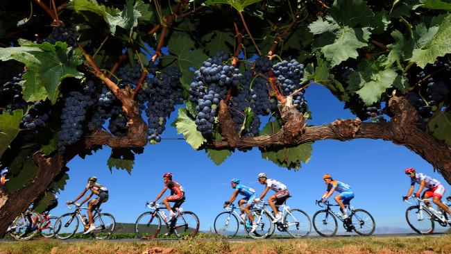 Обои картинки фото спорт, велоспорт, виноград