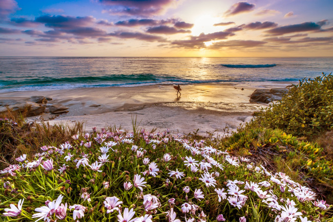 Обои картинки фото california, природа, восходы, закаты, закат, калифорния, тихий, океан, цветы, побережье