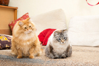 Картинка животные коты кошки двое рыжая