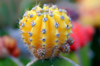 Картинка цветы кактусы кактус иголки жёлтый