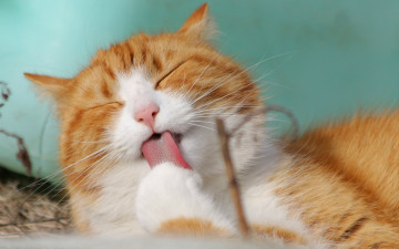Картинка животные коты язык рыжий