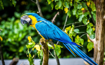 Картинка животные попугаи профиль цвета птица ара