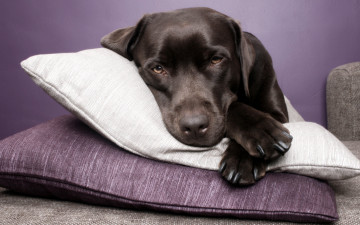 Картинка животные собаки взгляд подушка