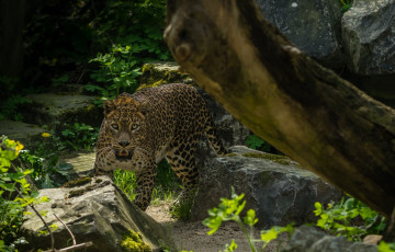 Картинка животные леопарды заросли кошка морда