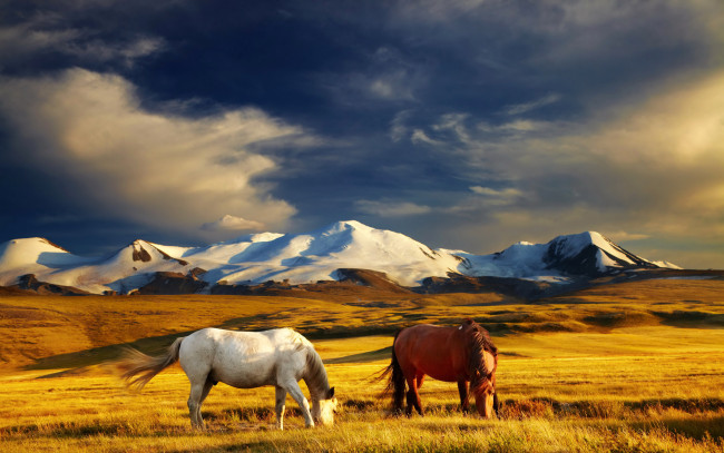 Обои картинки фото животные, лошади, луга, горы