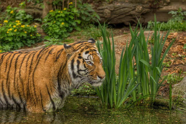 Обои картинки фото животные, тигры, купание, пруд, полосы