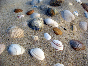 обоя разное, ракушки,  кораллы,  декоративные и spa-камни, песок