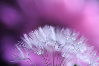 Картинка одуванчик цветы одуванчики растение семена цветок