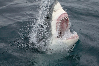 Картинка shark животные акулы рыбы хищник подводный мир