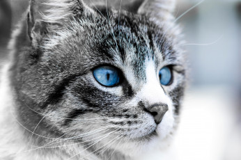 Картинка животные коты кошка луна морда глаза синие
