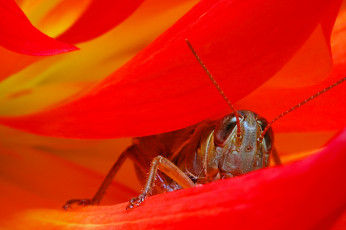 Картинка животные кузнечики +саранча кузнечик макро цветок лепестки красный