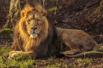 Картинка животные львы лев грива