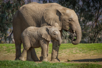 обоя животные, слоны, малыш, слониха
