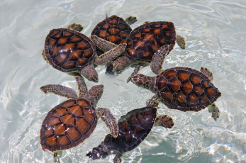 Картинка животные Черепахи круг вода