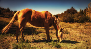 Картинка животные лошади лошадка