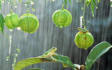 Картинка животные лягушки растение японская древесная лягушка листья дождь