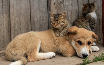 обоя животные, разные вместе, друзья, кошки, собака