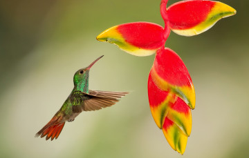 Картинка животные колибри полет тропики цветок птица кроха