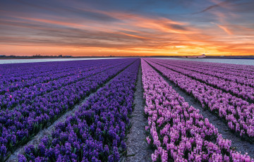 обоя цветы, гиацинты, поле, закат, нидерланды, вечер, callantsoog, городок, северная, голландия, провинция
