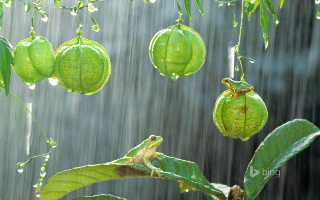 Обои картинки фото животные, лягушки, растение, японская, древесная, лягушка, листья, дождь