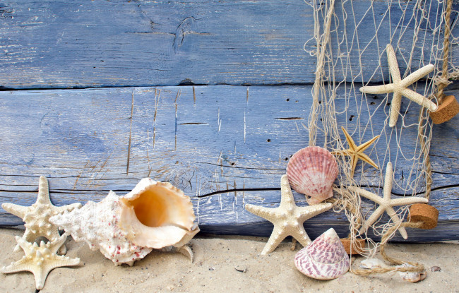 Обои картинки фото разное, ракушки,  кораллы,  декоративные и spa-камни, морские, звезды, сеть