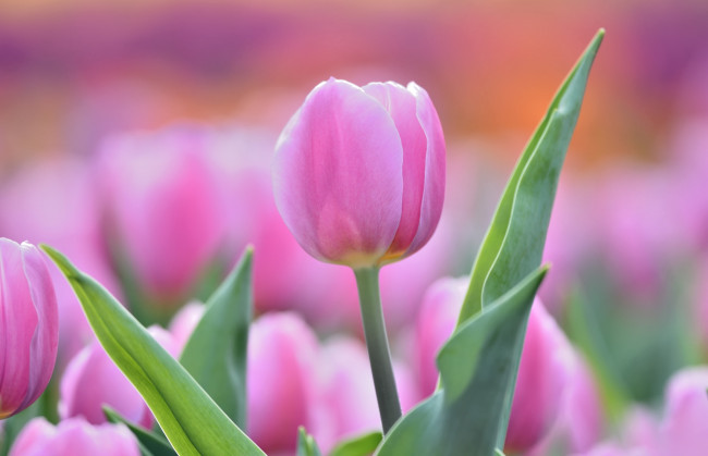Обои картинки фото цветы, тюльпаны, нежность, бутон, тюльпан, розовый