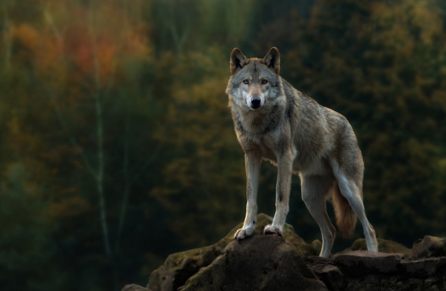 Обои картинки фото животные, волки,  койоты,  шакалы, волк