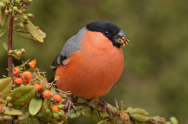 Обои картинки фото bullfinch, животные, снегири, снегирь