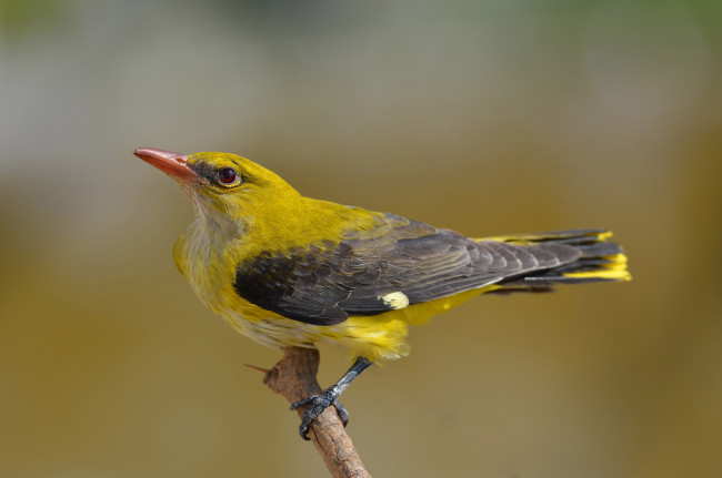 Обои картинки фото golden oriole, животные, птицы, иволга