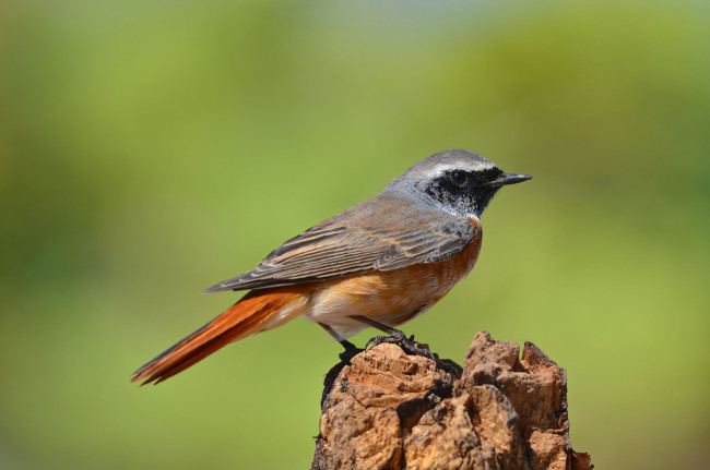 Обои картинки фото redstart, животные, птицы, горихвостка