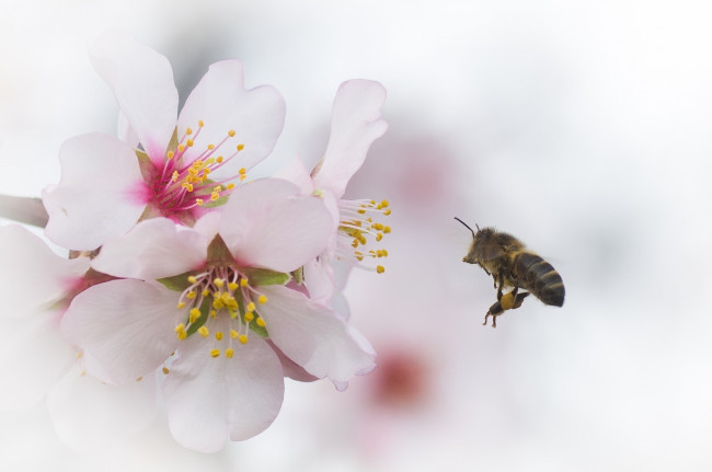 Обои картинки фото животные, пчелы,  осы,  шмели, пчела, вишня, цветы, ветка