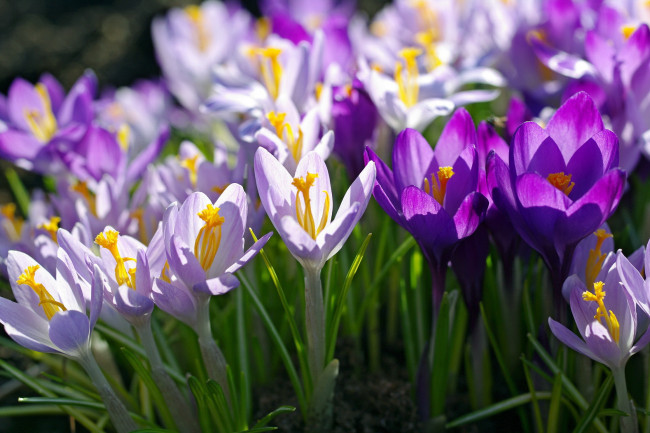 Обои картинки фото цветы, крокусы, весна, макро, сиреневый, фиолетовый