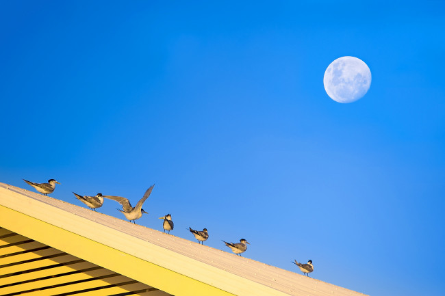 Обои картинки фото животные, Чайки,  бакланы,  крачки, крыша, луна, небо, птицы