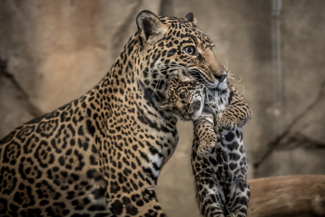 Обои картинки фото животные, леопарды, котенок, мамаша
