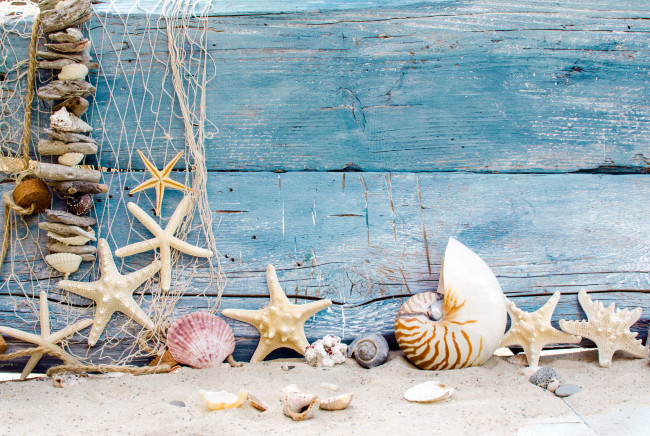 Обои картинки фото разное, ракушки,  кораллы,  декоративные и spa-камни, морские, звезды, сеть