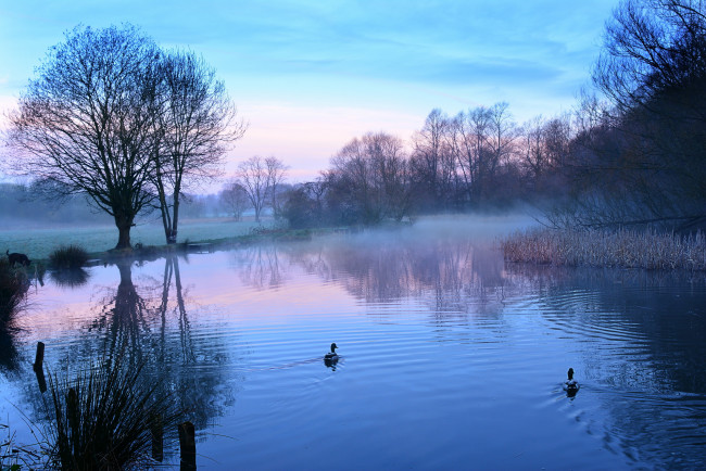 Обои картинки фото природа, реки, озера, утки, утро, озеро