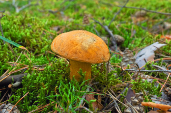 Картинка гриб природа грибы моховик