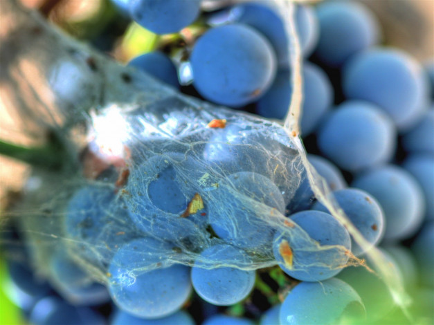 Обои картинки фото еда, виноград, гроздь, кисть, паутина