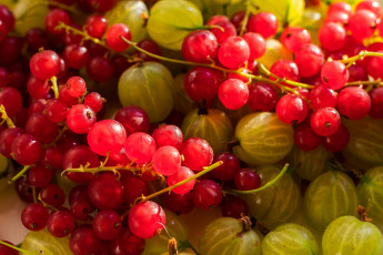 Картинка еда фрукты +ягоды виноград