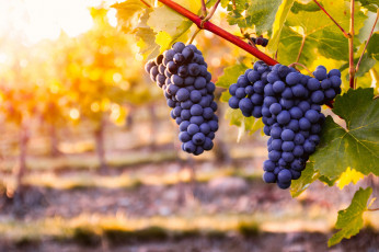 Картинка природа ягоды +виноград куст виноград гроздь