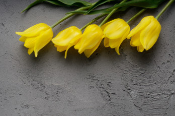 Картинка цветы тюльпаны желтый фон