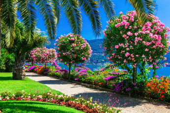 Картинка природа парк тропический пальмы цветущие деревья