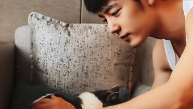 Обои картинки фото мужчины, xiao zhan, актер, подушка, кошка
